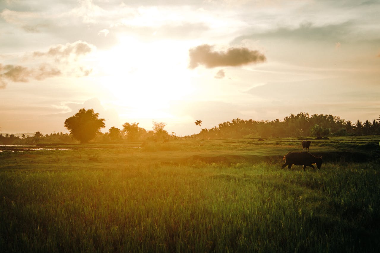 Peaceful sunrise view over rice fields in the Philippines, capturing a rural landscape's natural beauty.